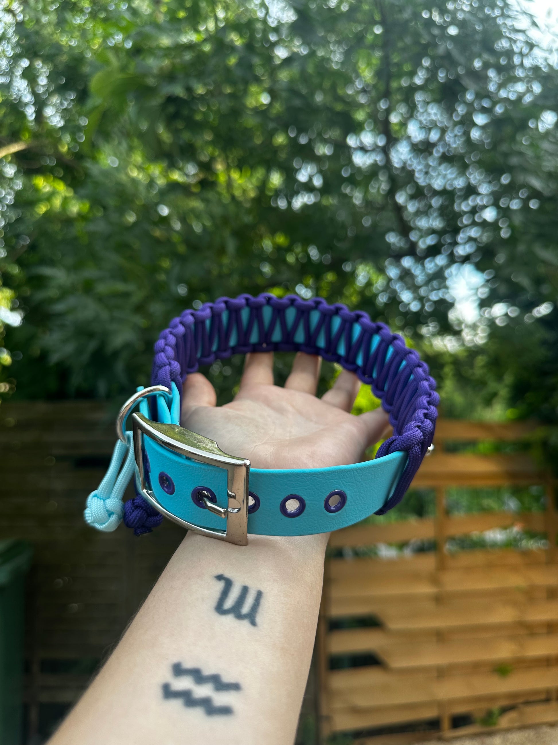 Collier Snake 🐍 M